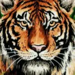 Kanwa z nadrukiem TYGRYS (6253)